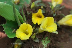 Curcuma oligantha var. oligantha